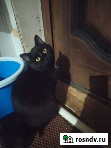 Кошка в дар Смоленск - изображение 1