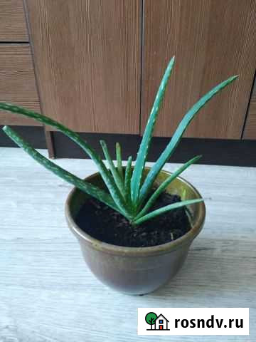 Алоэ вера лечебный Саратов - изображение 1
