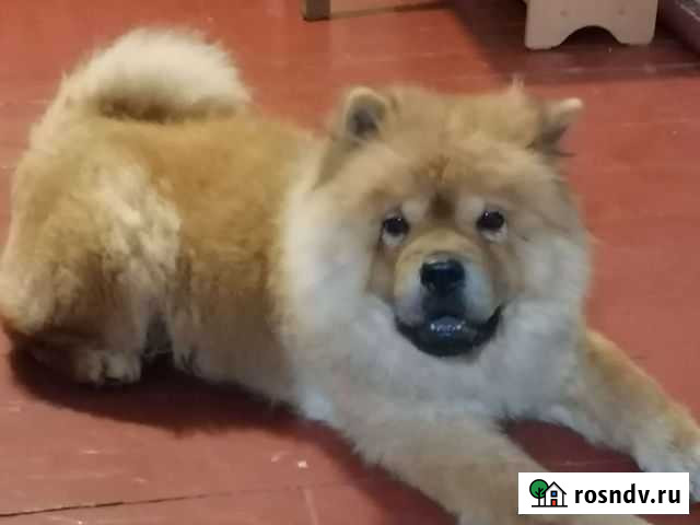 Чау-чау Керчь - изображение 1