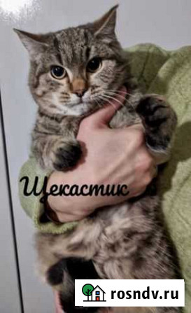 Скромный полосатый котик-подросток Щекастик Новосибирск - изображение 1