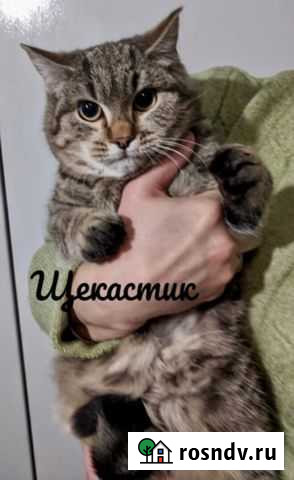 Скромный полосатый котик-подросток Щекастик Новосибирск - изображение 1