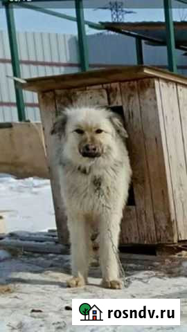 Собака-Шама, стерилизованная Саратов - изображение 1
