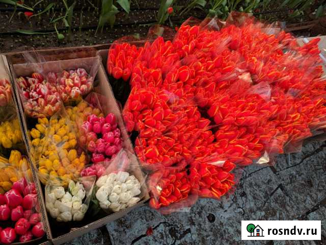 Тюльпаны к 8 марта Ижевск - изображение 1