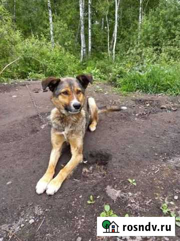 Собаки бесплатно Новосибирск - изображение 1