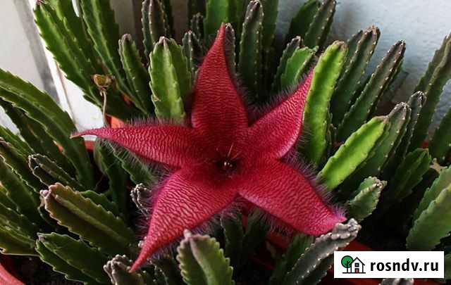 Стапелия Копейск - изображение 1