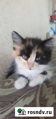 Кошки в добрые руки бесплатно Ростов-на-Дону - изображение 1