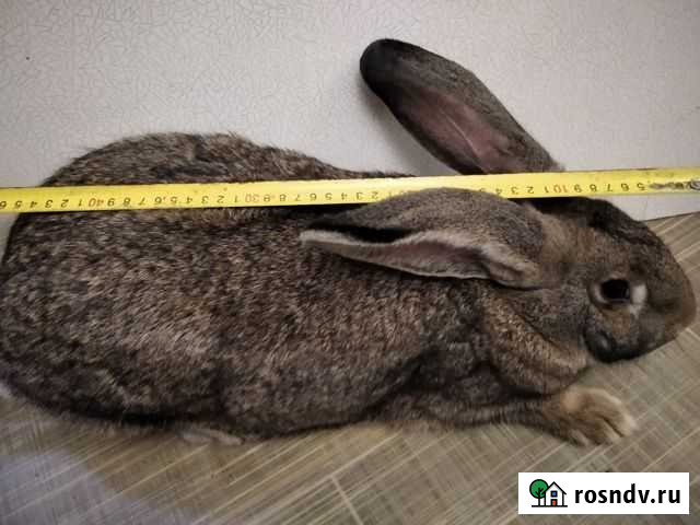 Кроликов крупных пород Керчь - изображение 1