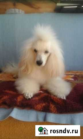 Миниатюрный пудель, (вязка) Воронеж - изображение 1