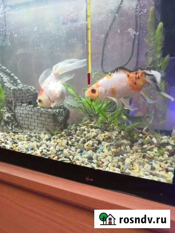 Рыба Сургут - изображение 1