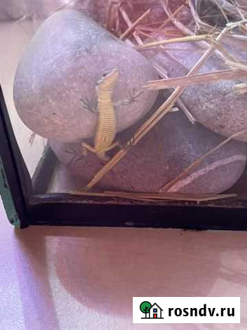 Малыши прыткой ящерицы Сочи - изображение 1