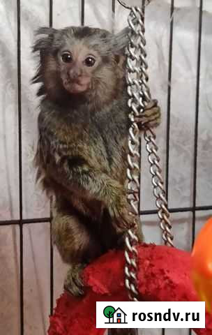 Маленькая обезьянка Саратов - изображение 1