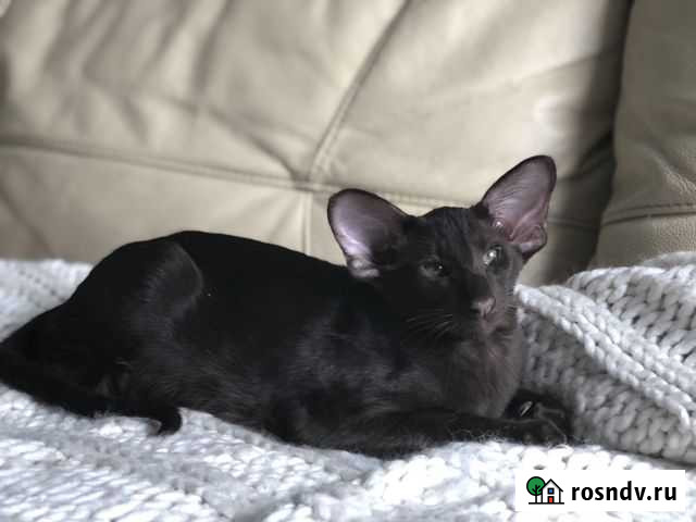 Ориентал котик Самара - изображение 1