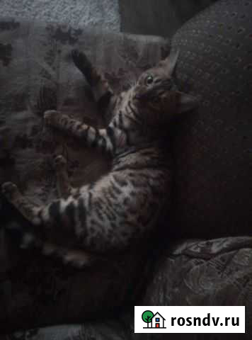 Бенгальская кошка вязка Среднеуральск - изображение 1