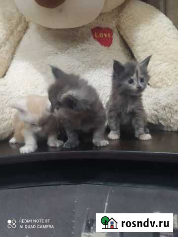 Котята мейн-кун Почеп - изображение 1