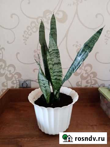 Сансевиерия с горшком Ульяновск - изображение 1