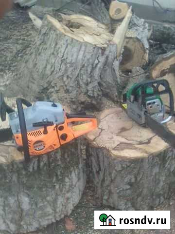 Убирают деревья на огороде Шали - изображение 1