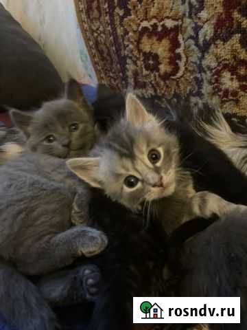 Мейн-кун Ярково - изображение 1