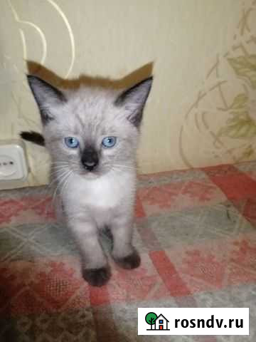 Сиамская кошка Ртищево - изображение 1