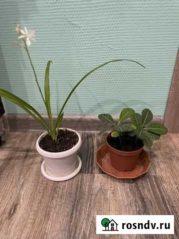 Цветы бесплатно Муром - изображение 1