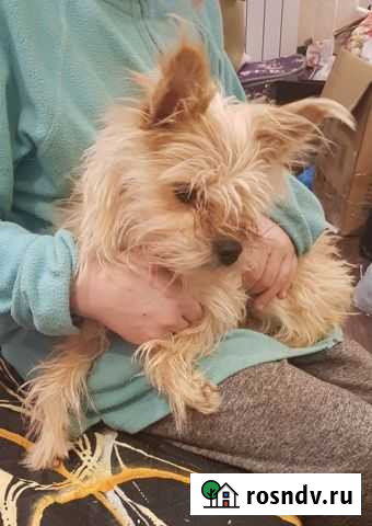Йоркширский терьер, девочка Сургут - изображение 1
