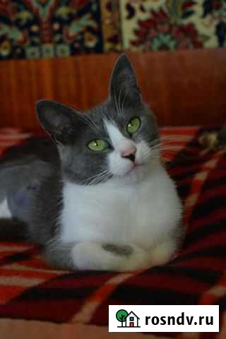 Зеленоглазка Евпатория - изображение 1