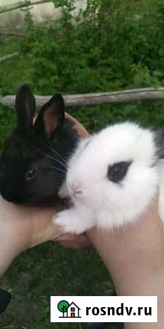 Кролики Городище - изображение 1