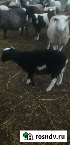 Бараны дорпер и цвартблес на племя. Баранина Елабуга - изображение 1