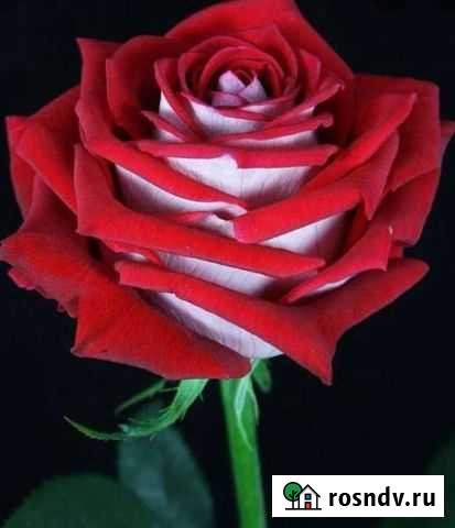 Метровая Роза Тверь - изображение 1