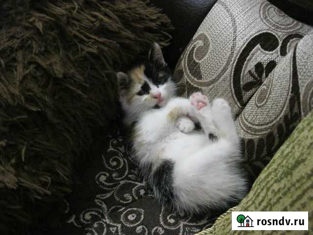 Сибирская кошка Прокопьевск - изображение 1