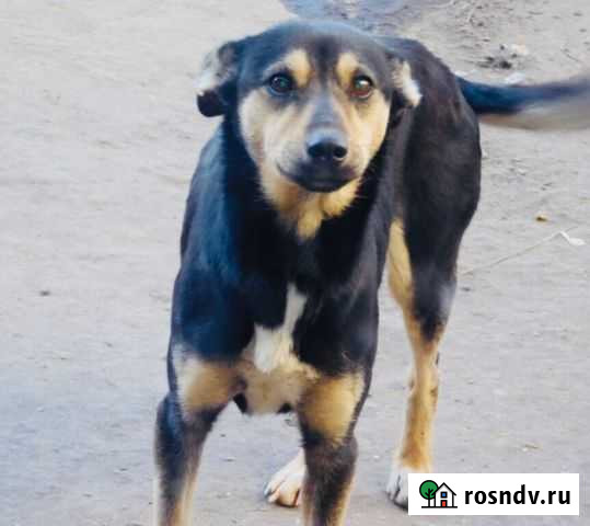 Красотка Фиби ищет дом Тамбов - изображение 1