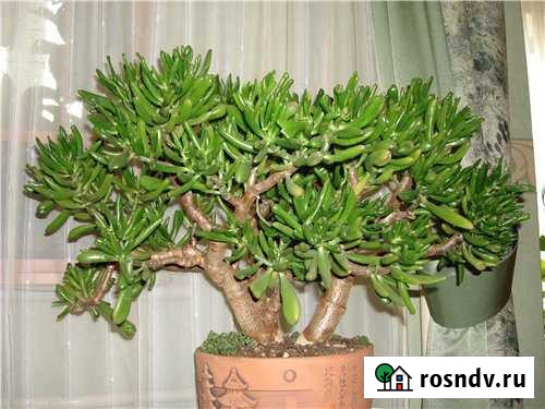 Толстянка Батайск - изображение 1