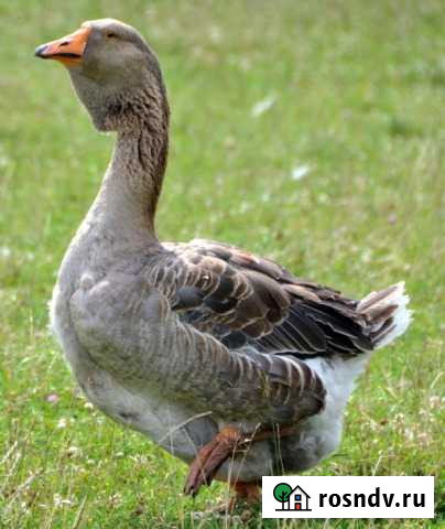 Гуси домашние Каменск-Шахтинский - изображение 1