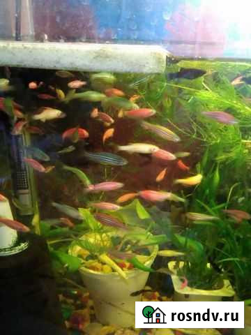 Рыба Златоуст - изображение 1