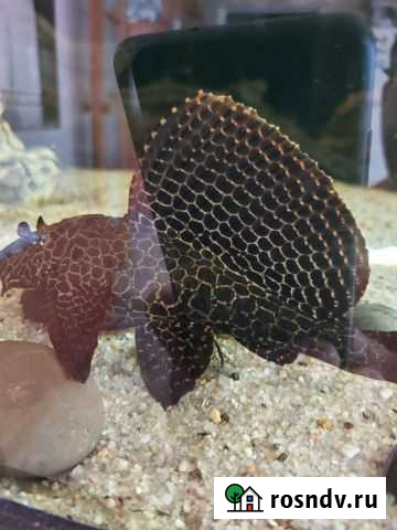 Птерик Леопардовый Дзержинск - изображение 1