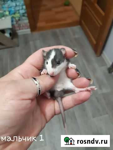 Крыса (дамбо рекс) Нижневартовск - изображение 1