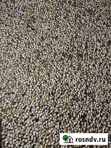 Горох Сергач - изображение 1