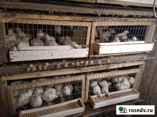 Продам перепела породы Техасс Магнитогорск - изображение 1