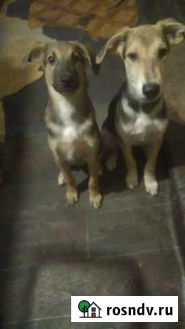 Щенки в добрые руки Волгоград - изображение 1