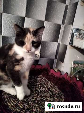 В добрые руки Ростов-на-Дону - изображение 1