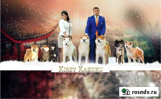 Щенки Акита и Сиба Липецк - изображение 1