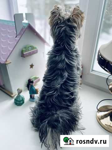 Йоркширский терьер вязка Лихославль - изображение 1