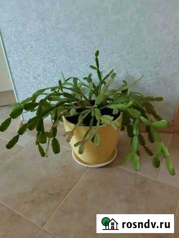 Декарбрист Коммунарка - изображение 1