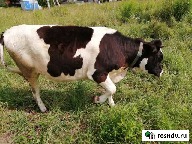 Продам телку Голшкинской породы Плеханово - изображение 1