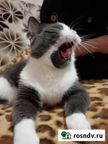 Отдаём доброго красивого кота Каменск-Уральский - изображение 1