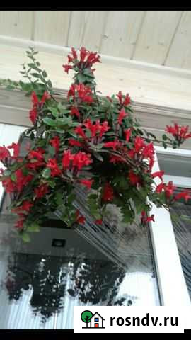 Эсхинантус Череповец - изображение 1