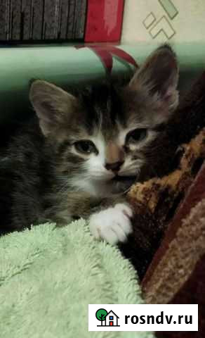 Котята приносящие богатство и удачу в добрые руки Серов - изображение 1