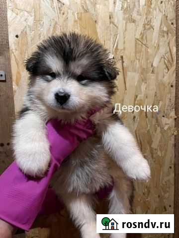 Аляскинский маламут щенки Пермь - изображение 1