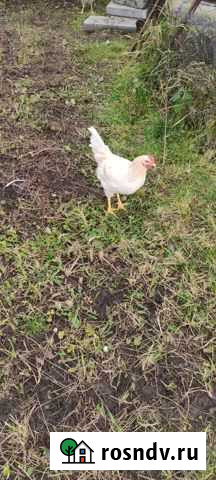 Петухи Владимир - изображение 1