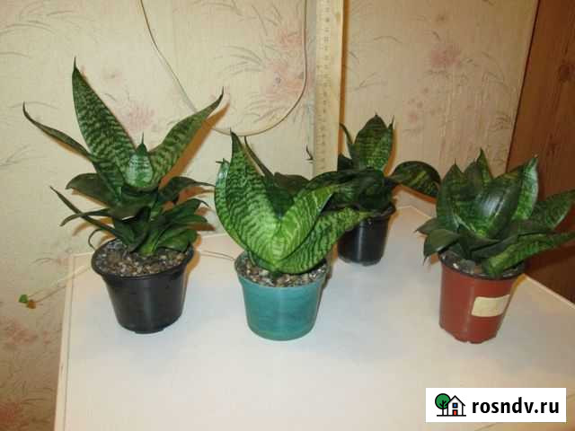 Сансевиерия Подольск - изображение 1