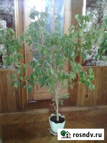 Фикусы Отрадный - изображение 1